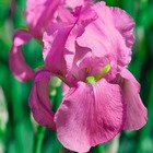 2 iris "color me rose" - vendu par 2 - lot de 2 godets
