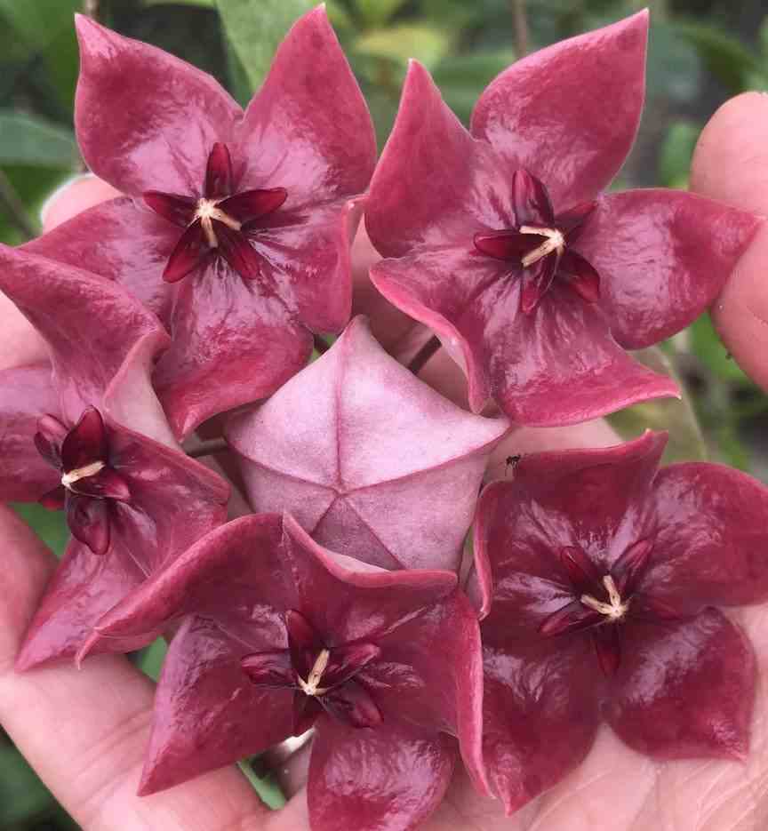 Hoya megalaster (fleur de porcelaine, fleur de cire) taille pot de 2 litres - 20/40 cm -   violet