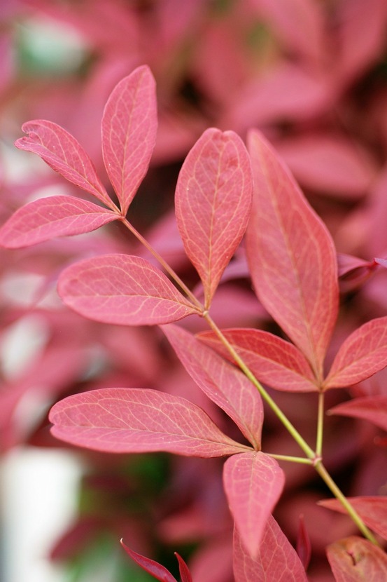 Bambou sacré 'obssessed ? Seika' - en pot de 3 litres