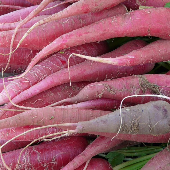 Graines de radis d'hiver violet de gournay - vilmorin sachet