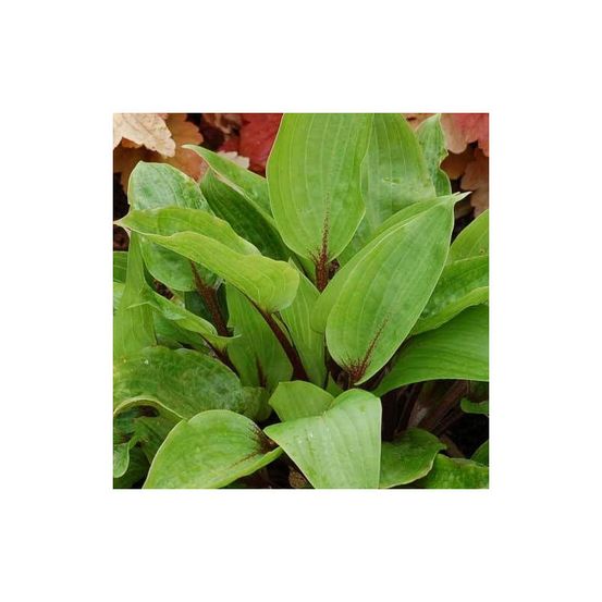 Hosta purple heart lot de 3 godets