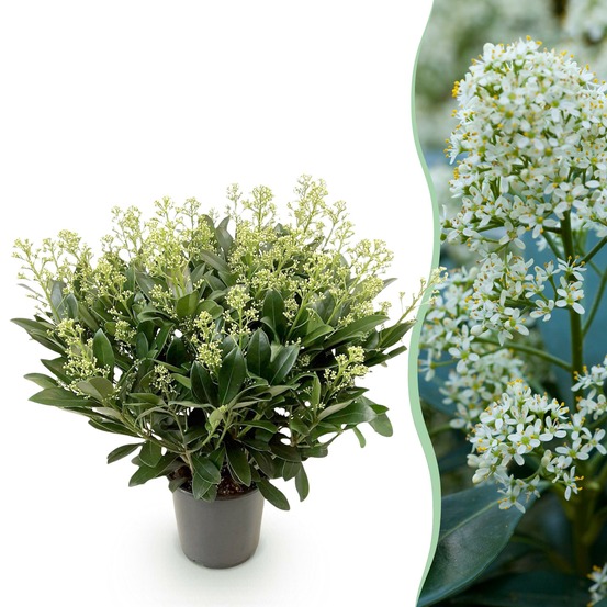 Skimmia japonica finchy – pot 19 cm – hauteur 60 cm