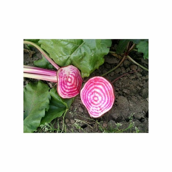 Betterave rouge Chioggia