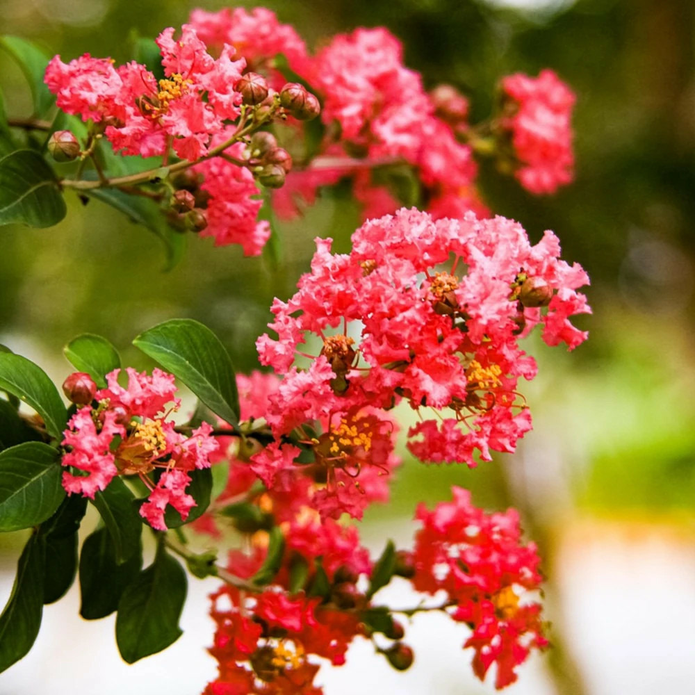 Lilas des indes margaux, lagerstroemia pot de 3l - touffe