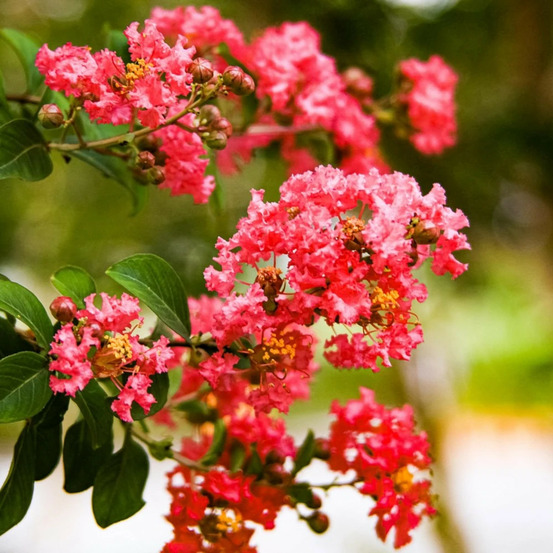 Lilas des indes margaux, lagerstroemia pot de 3l - touffe