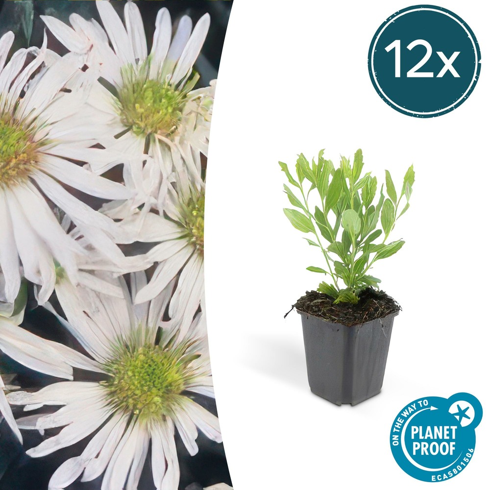 Aster du japon 'ashvi' x12 – entre 0,75 et 1m2