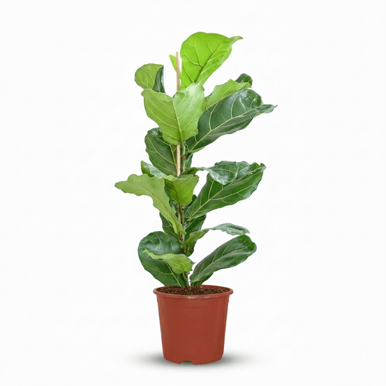 Ficus lyrata - pot de 21cm - hauteur 75 - 85cm - plantes d'intérieur