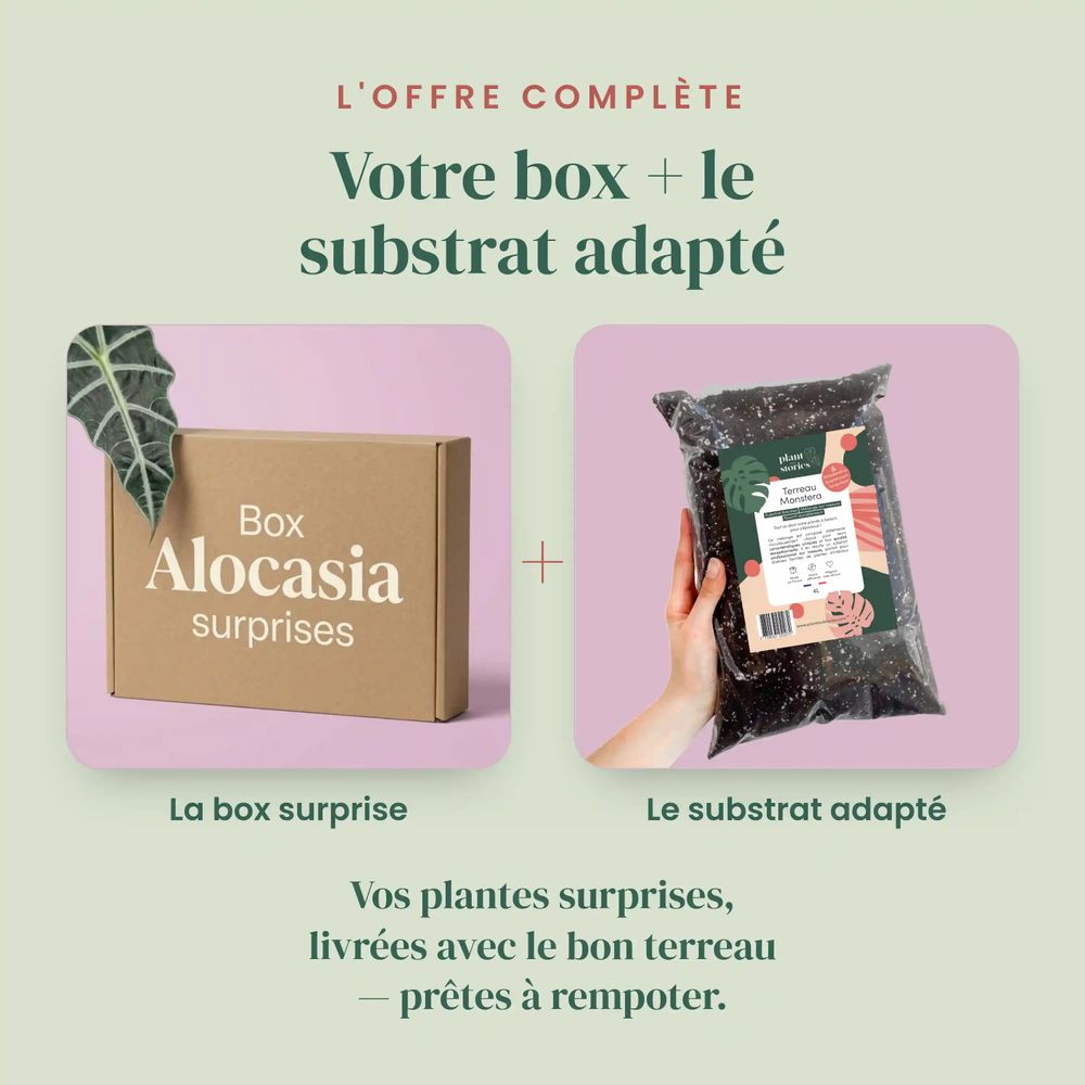 Box alocasia mystère - pack alocasia surprises - 3 alocasia surprises - plantes d'intérieur