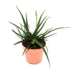 Aloe "safari sunrise" - le jardin - aloe - pot 12cm - plante d'intérieur succulente