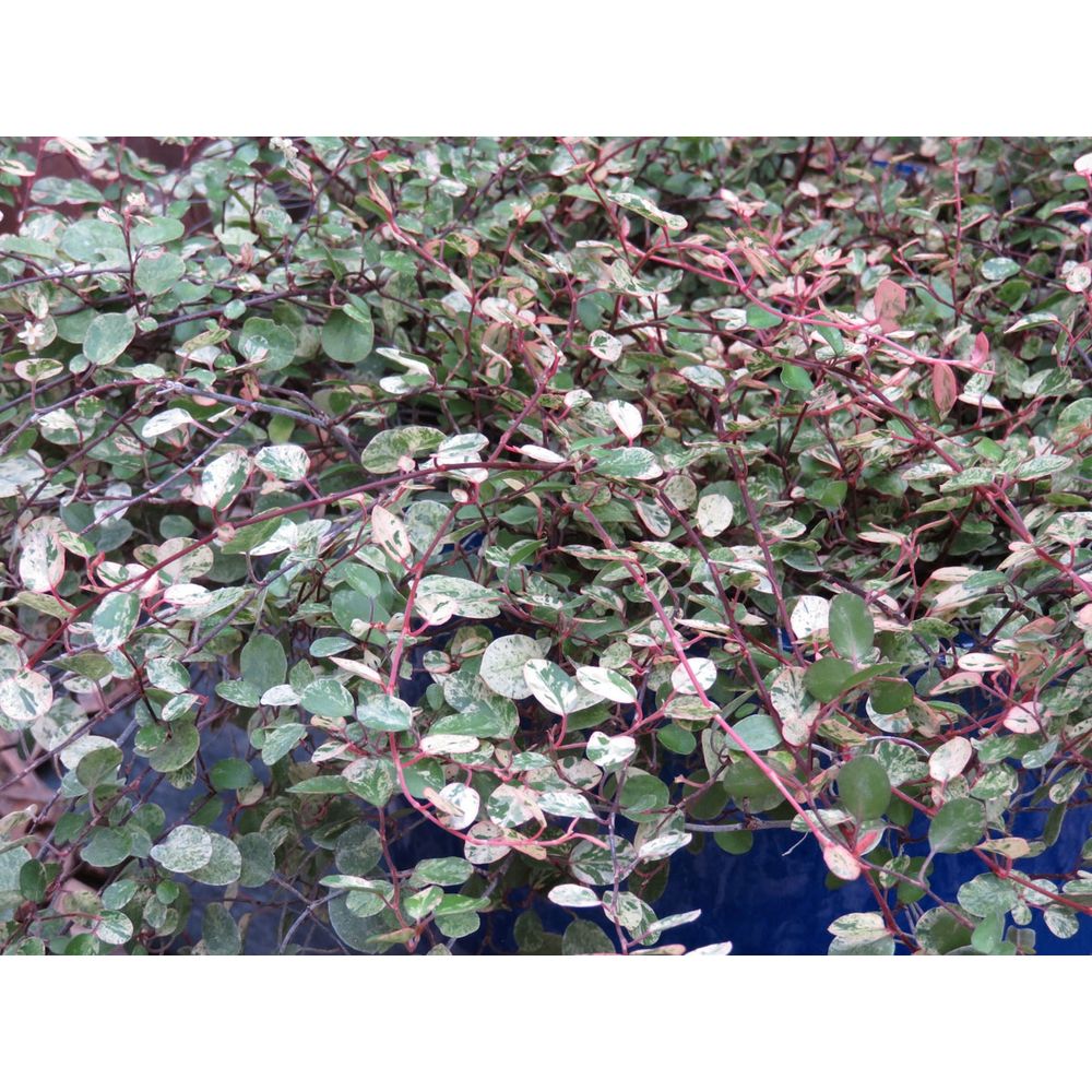 Pseudanthus 'radiance' pot de 1,5l/2l