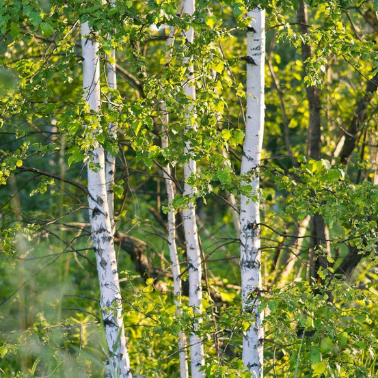 Bouleau verruqueux, bouleau pleureur, betula pot de 7,5l - 100/150 cm