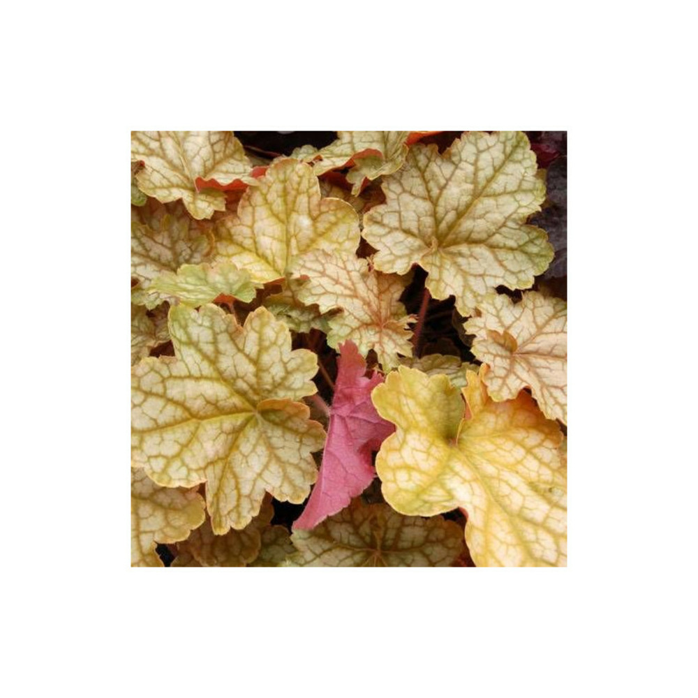 Heuchere ginger ale lot de 5 godets