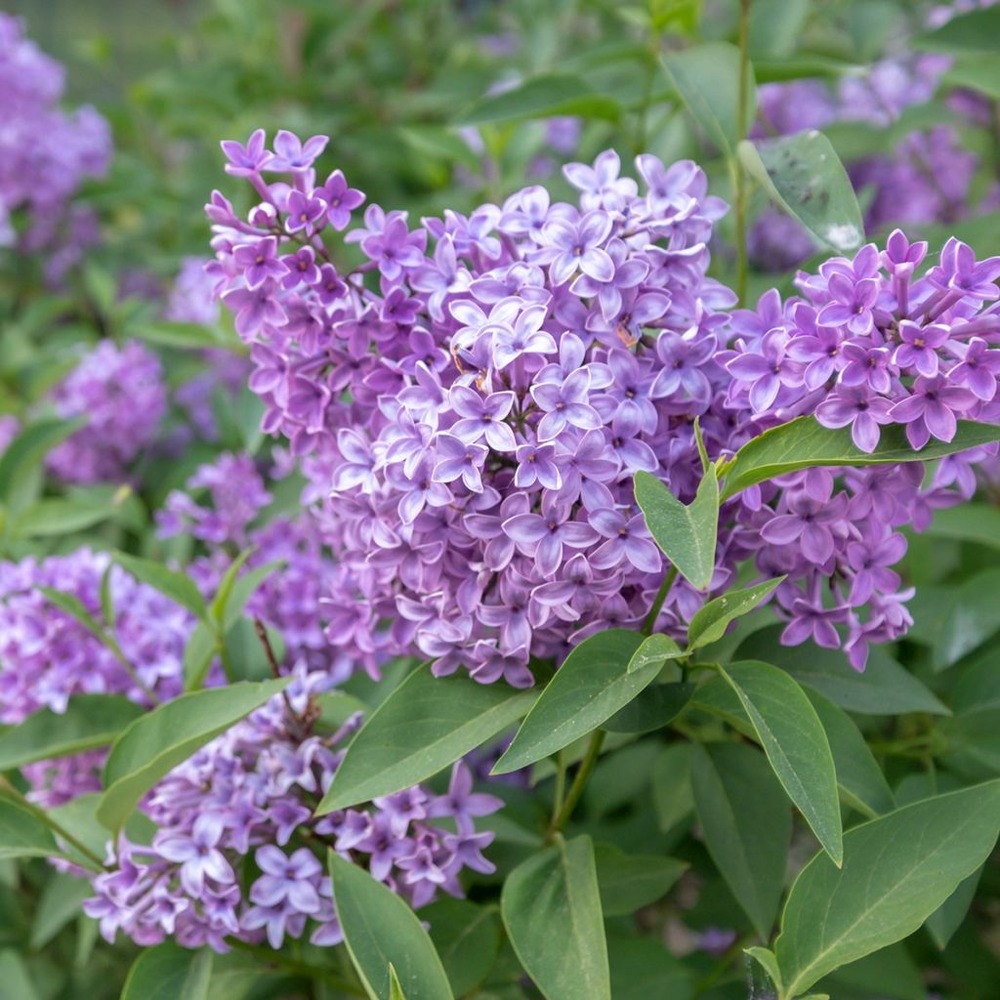 Lilas 'saugeana' pot de 2l/3l
