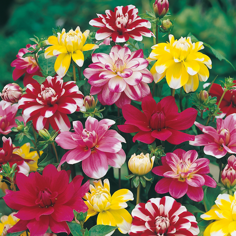 Melange dahlias japonais - 3 bulbes