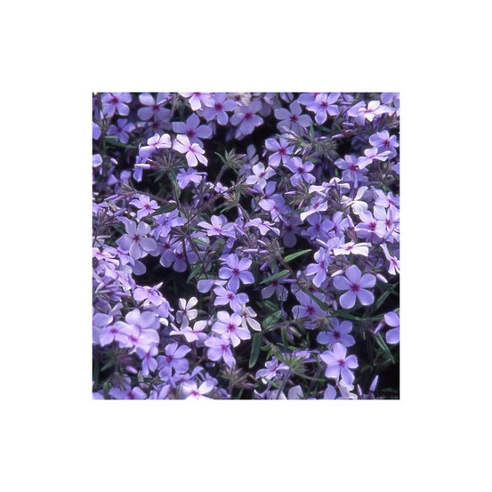 Phlox divariqué chattahoochee lot de 3 godets