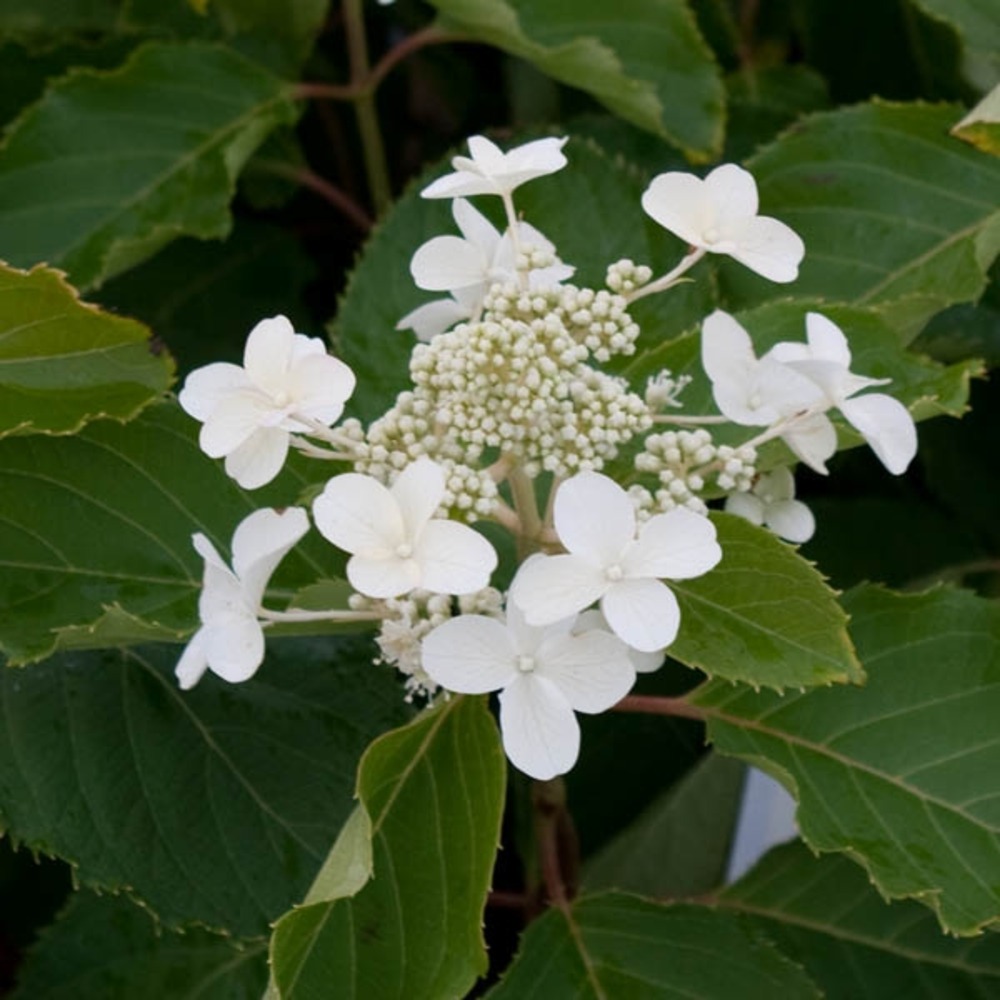 Hortensia paniculé 'levana' pot de 3l/4l