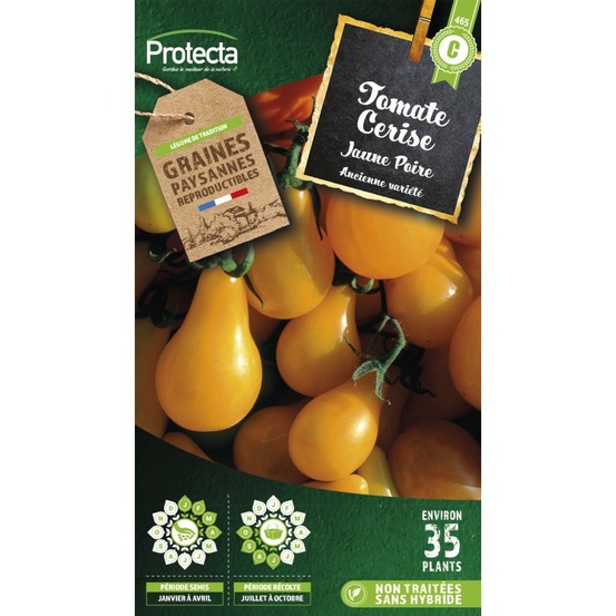 Graines paysannes - tomate cerise yellow pearshapped