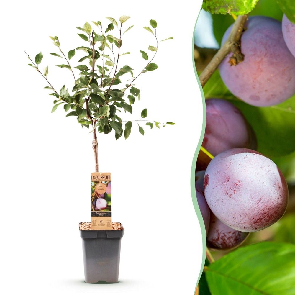 Prunier 'opal' - pot 21 cm - hauteur 90 cm