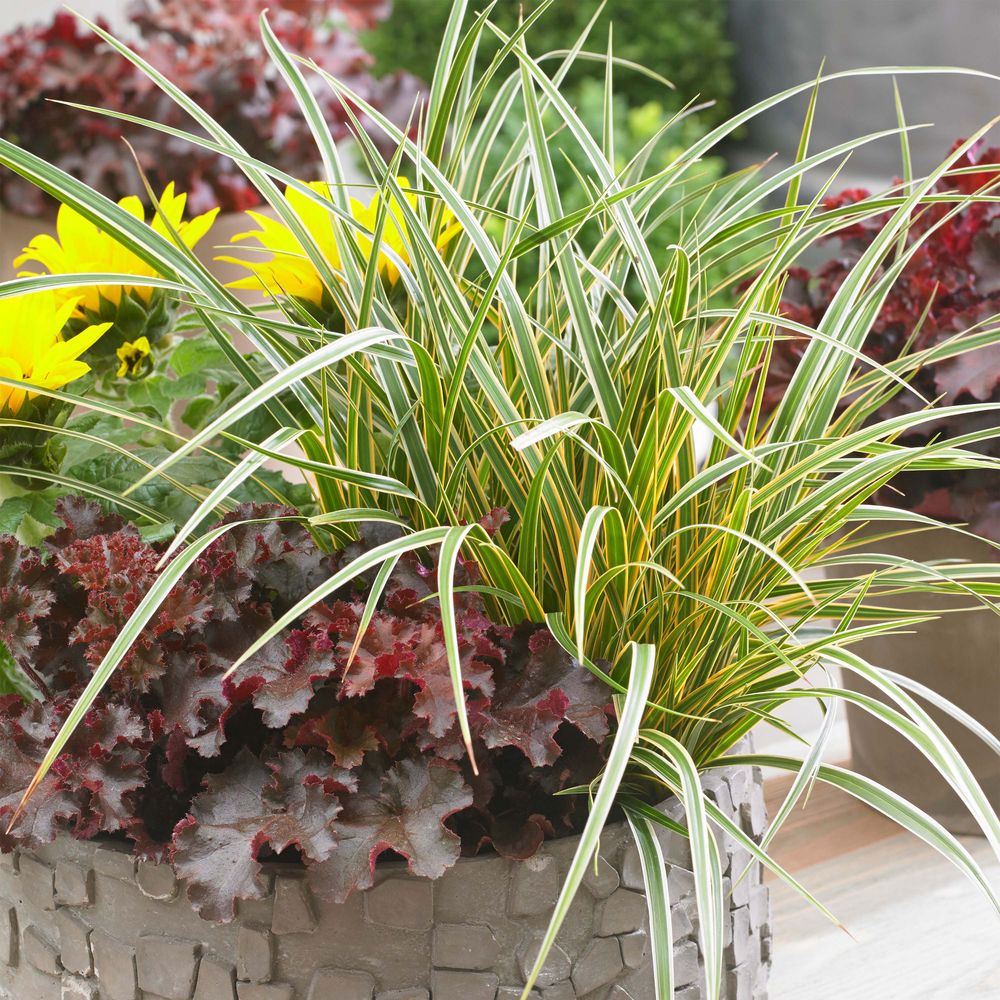 Laîche d'oshima 'everglow' pot de 1,5l/2l