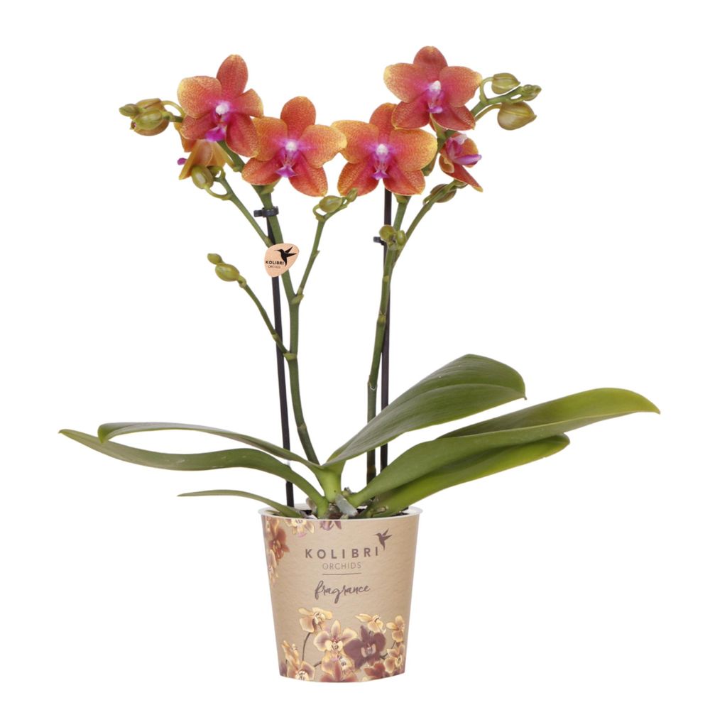 Orchidée phalaenopsis 'fragrance' orange parfumée (phalaenopsis) - pot de 9cm - plantes d'intérieur