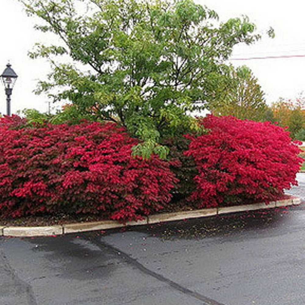 Fusain ailé, euonymus pot de 3l - 20/40 cm