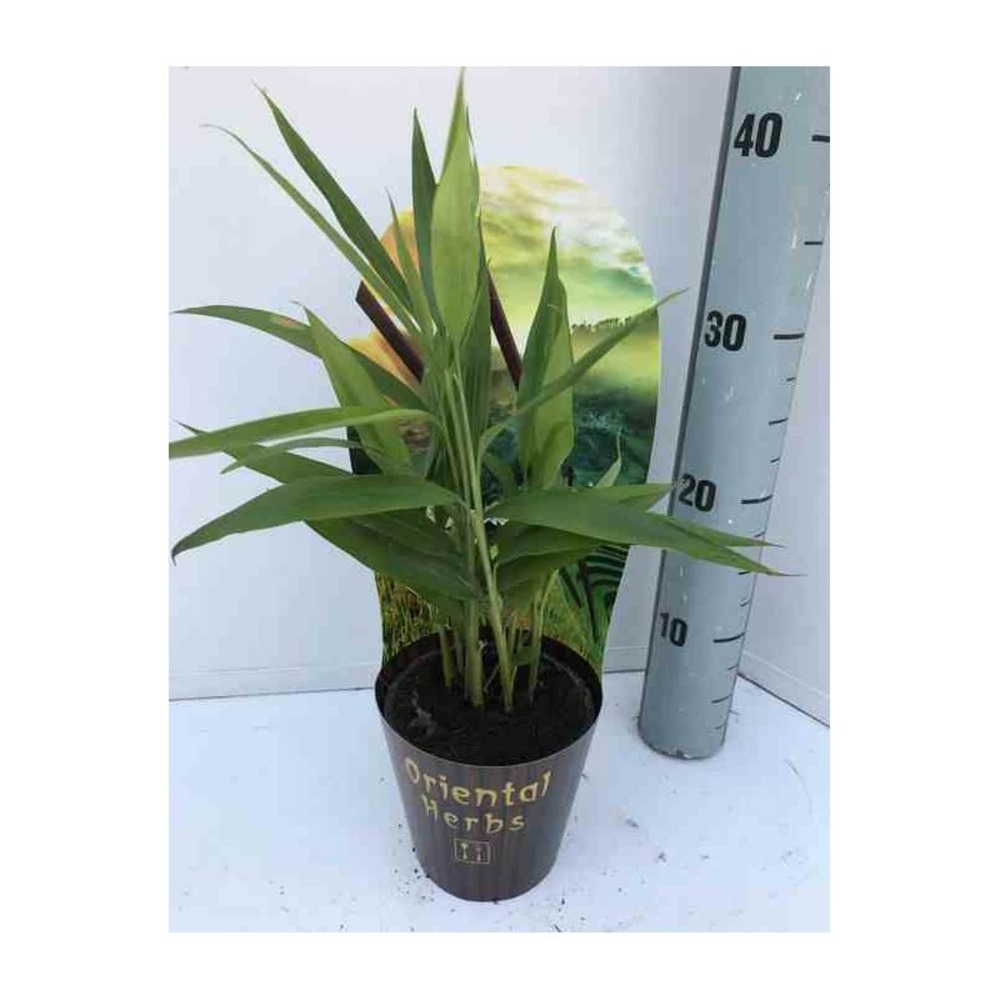 Alpinia zerumbet variegata (gingembre coquille) pot de 7 litres ? 100/120 cm