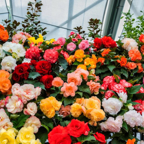 Bulbe de bégonia double en mélange sachet de 6 bulbes