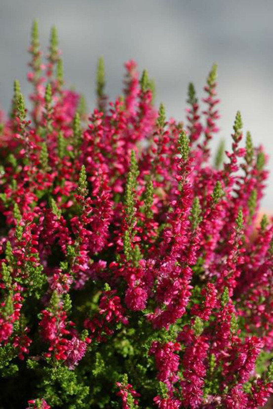 Bruyère d'été 'amethyst' - en pot de 1 litre