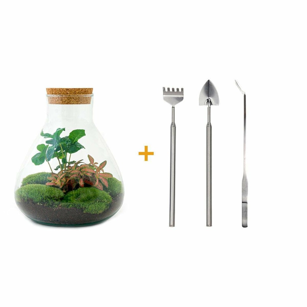 Kit terrarium diy - sama caféier + fittonia rouge - rateau + pelle + pince
