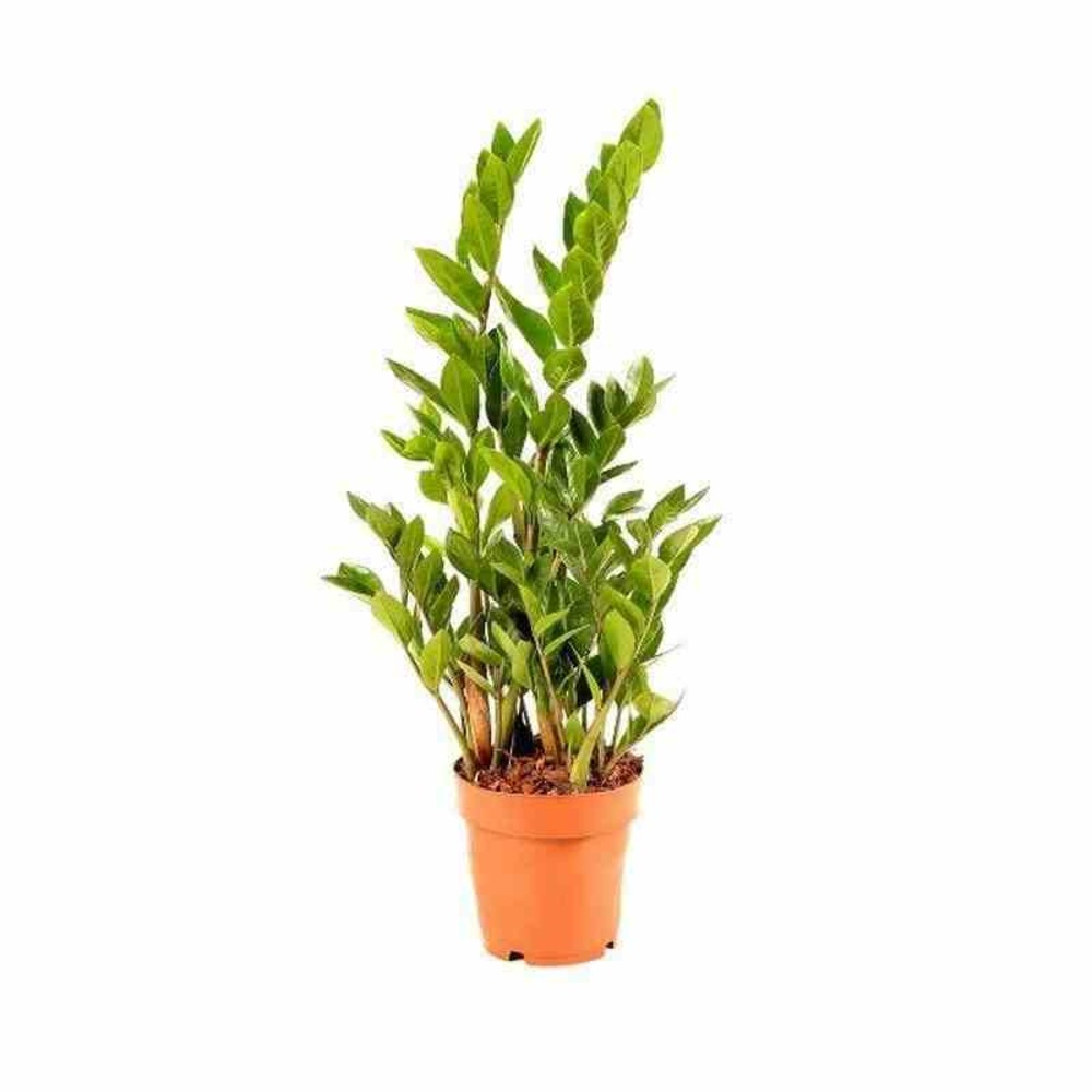 Zamioculcas zamiifolia (faux zamia, plante zz) pot de 3 litres ? 60/80 cm