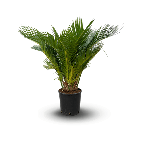 Cycas revoluta - palmier - stip 10-15 cm - ↕ 60-70 cm - ⌀ 18 cm - plante d'extérieur
