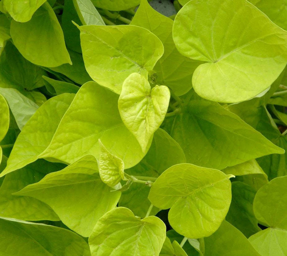 Ipomoea batatas (patate douce) pot de 2 litres ? 20/30 cm