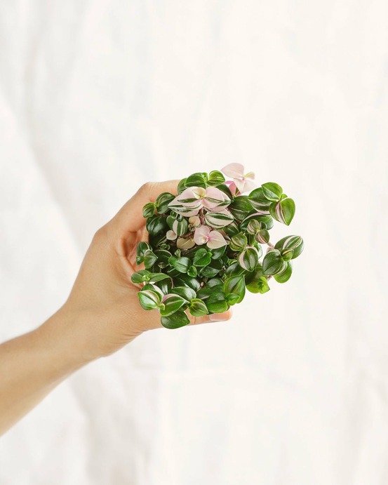Mini callisia elegans 12cm - plante d'intérieur