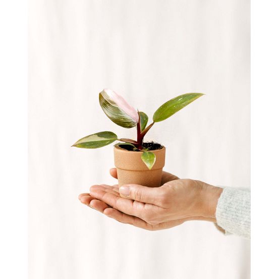 Mini philodendron pink princess 12cm - plante d'intérieur
