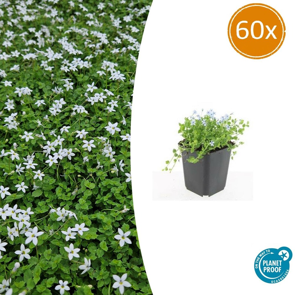 Isotoma fluviatilis 'alba' x60 – entre 3,75 et 5m2