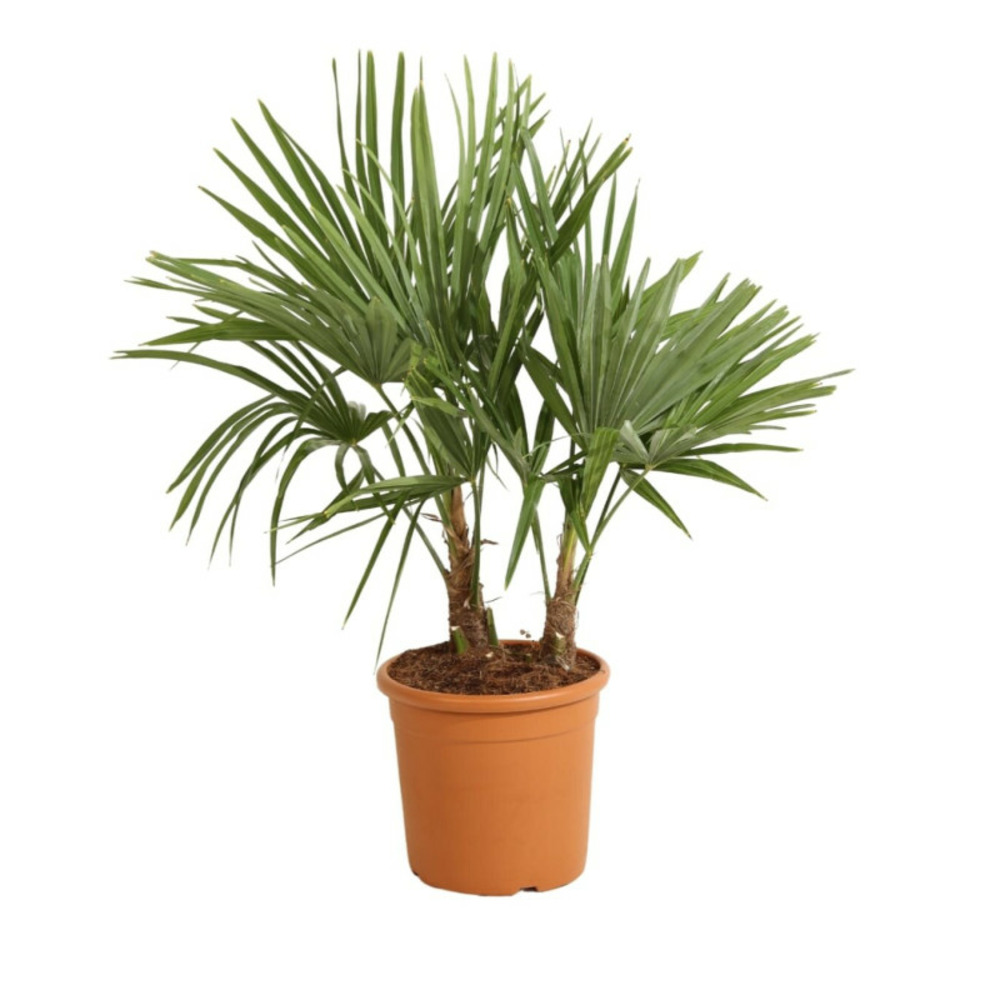 Palmier chanvre trachycarpus fortunei 2 troncs 120/130cm pot 28cm