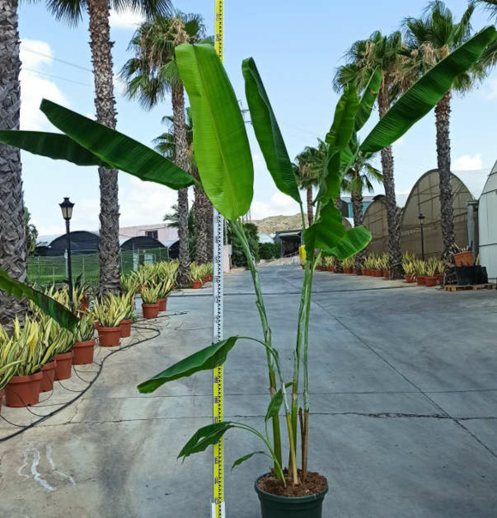 Bananier musa yunnanensis ou musa sp yunnan