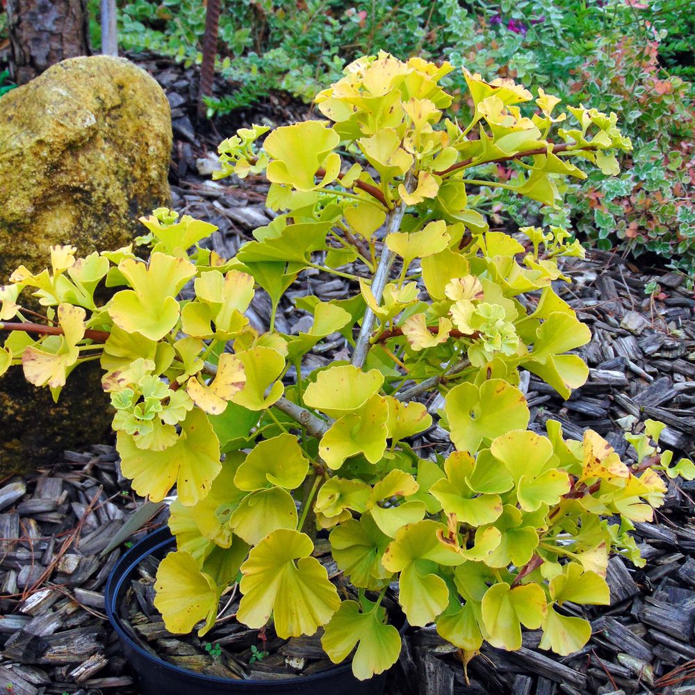 Ginkgo biloba 'mariken' pot de 2l/3l, buisson, touffe