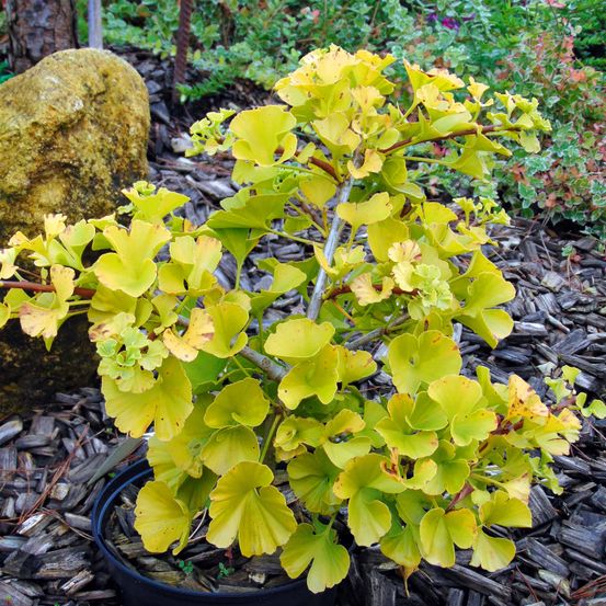 Ginkgo biloba 'mariken' pot de 2l/3l, buisson, touffe