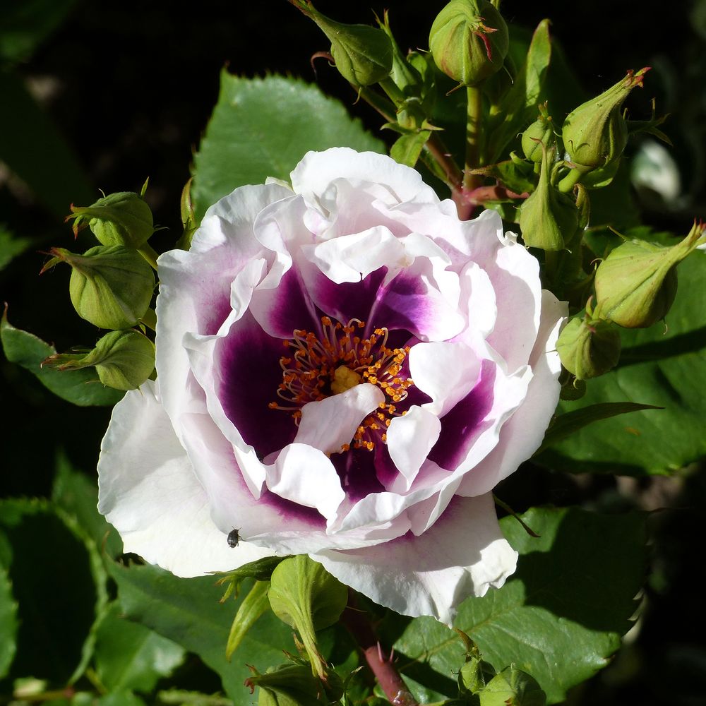 Rosier de perse 'blue eyes' pot de 4l/5l