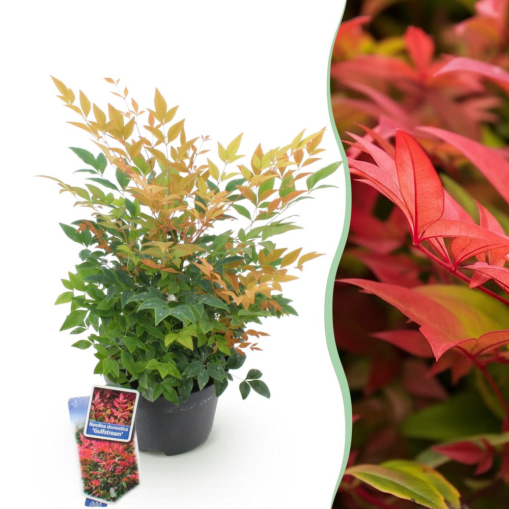 Nandina domestica gulfstream – pot 17 cm – hauteur 45 cm