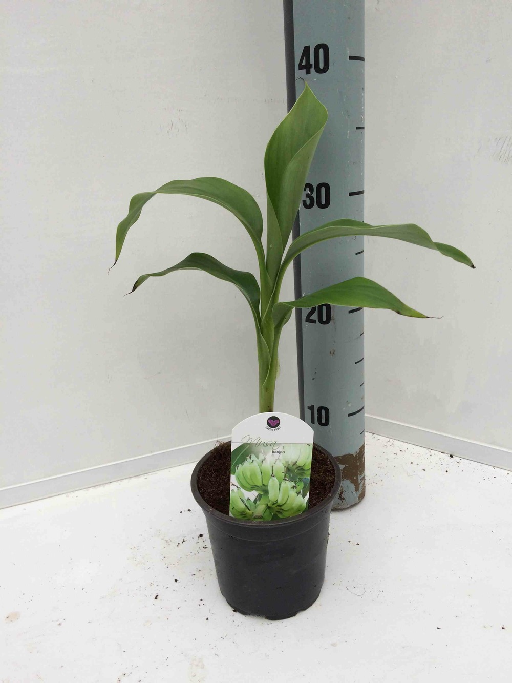 Musa basjoo x hybridum (bananier rustique)- pot de 2 litres ? 30/40 cm