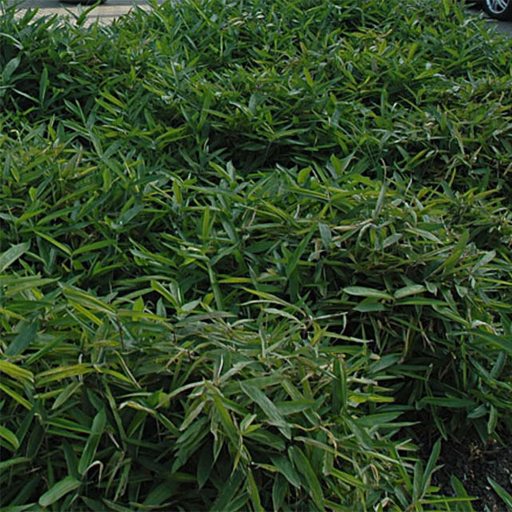 Sasa tsuboiana pot de 2l/3l