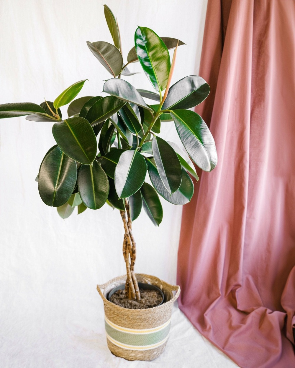 Ficus elastica burgundy tressé 100cm - plante d'intérieur