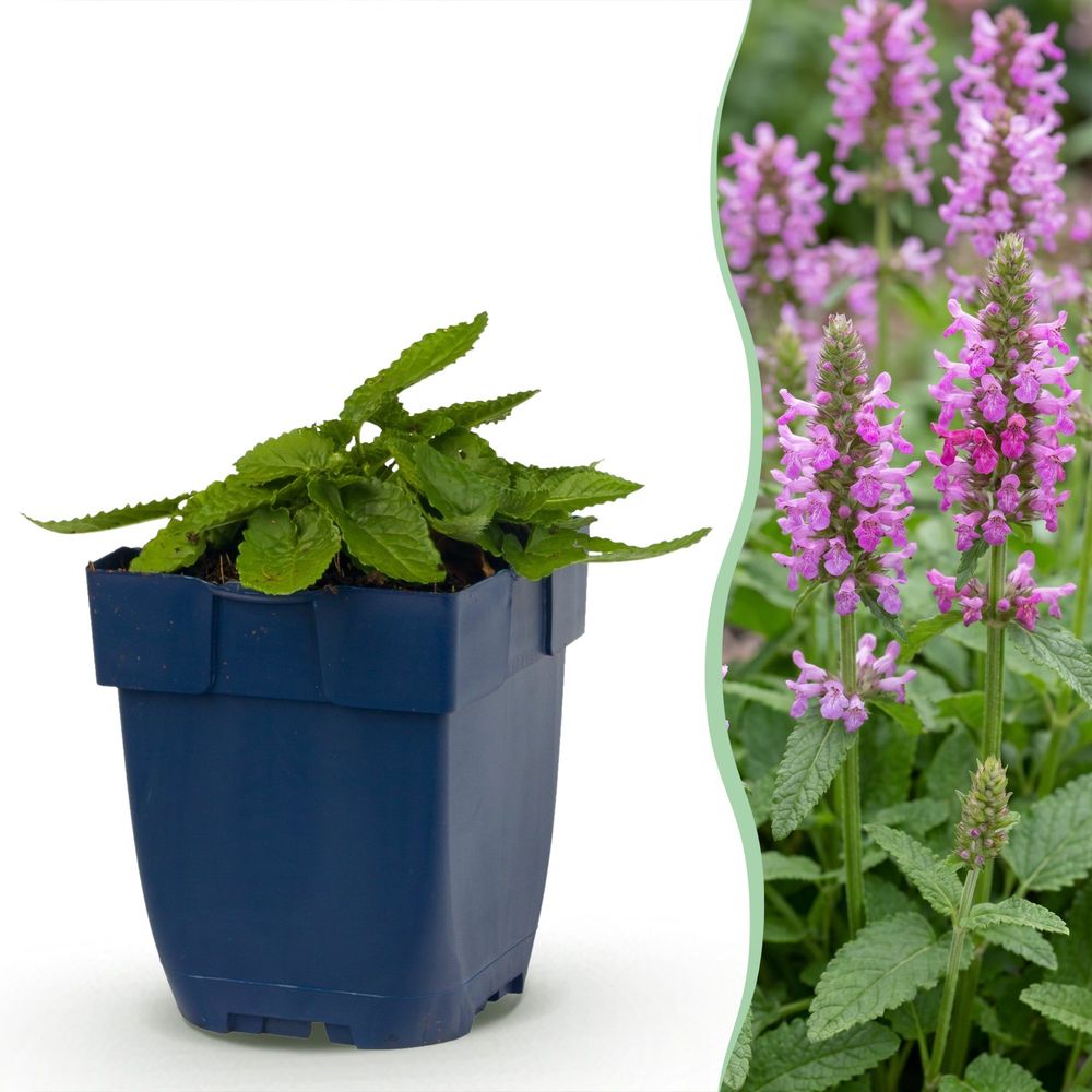 Oreille d'agneau 'ukkie' - pot 11 cm - hauteur 25 cm