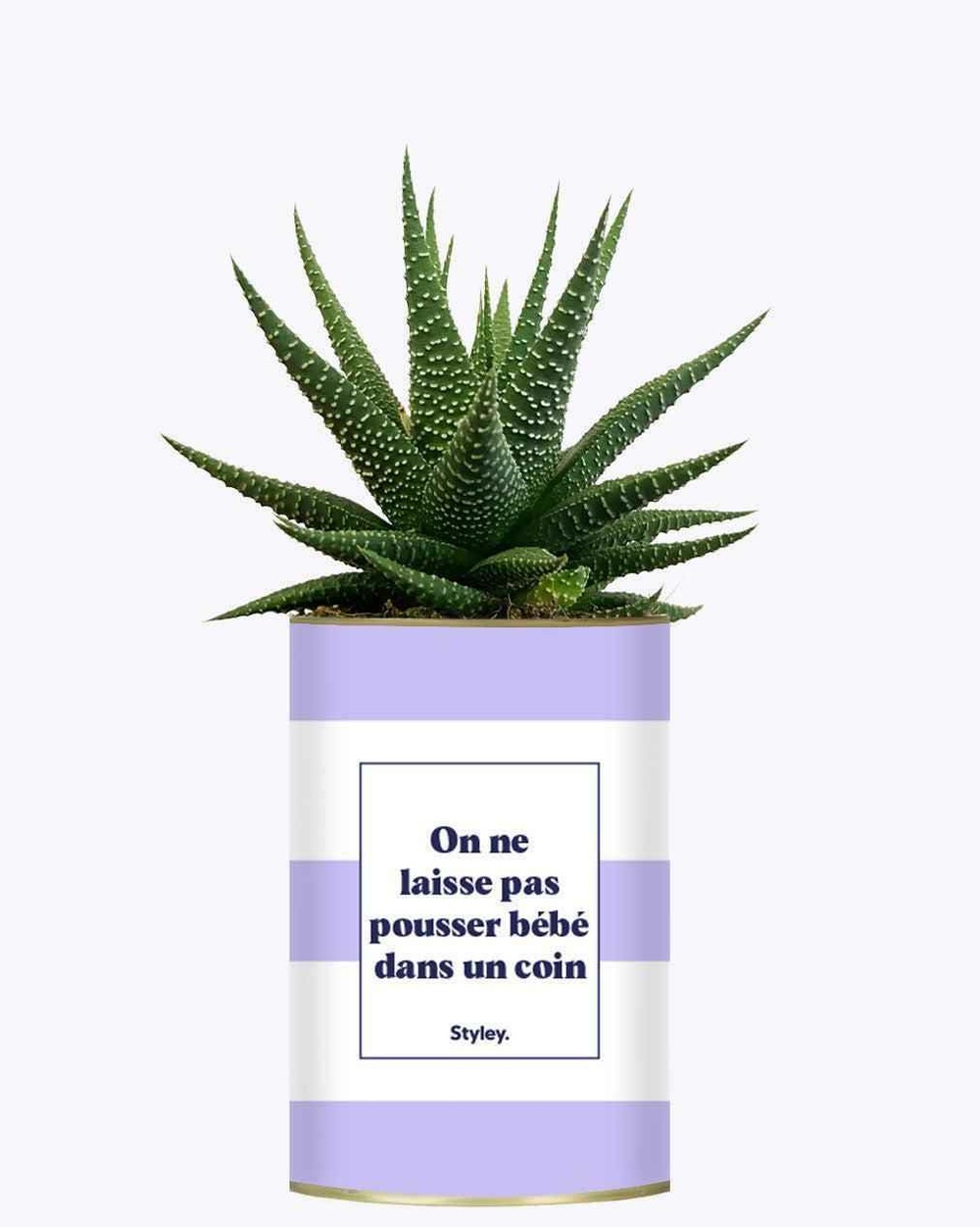 Plante facile à entretenir - on ne laisse pas pousser bébé dans un coin - cactus