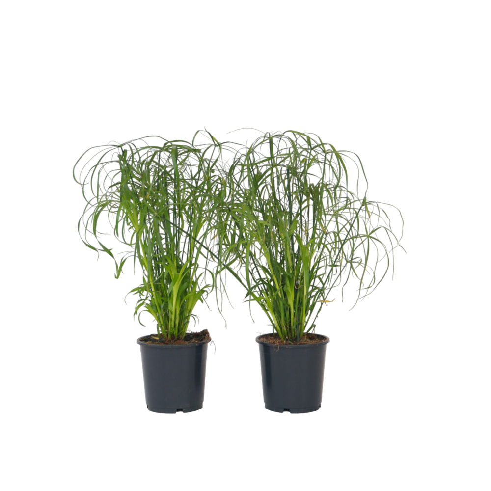Papyrus - set de 4 - cyperus alternifolius - hauteur 40-50cm - ⌀14cm