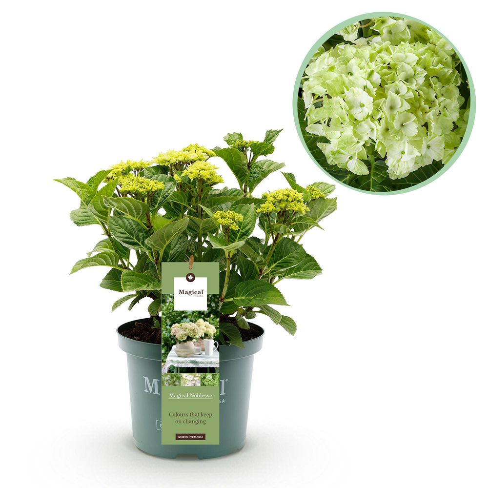 Hortensia magical nobless - pot 23 cm - hauteur 55 cm - plante d'extérieur
