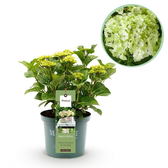 Hortensia magical nobless - pot 23 cm - hauteur 55 cm - plante d'extérieur