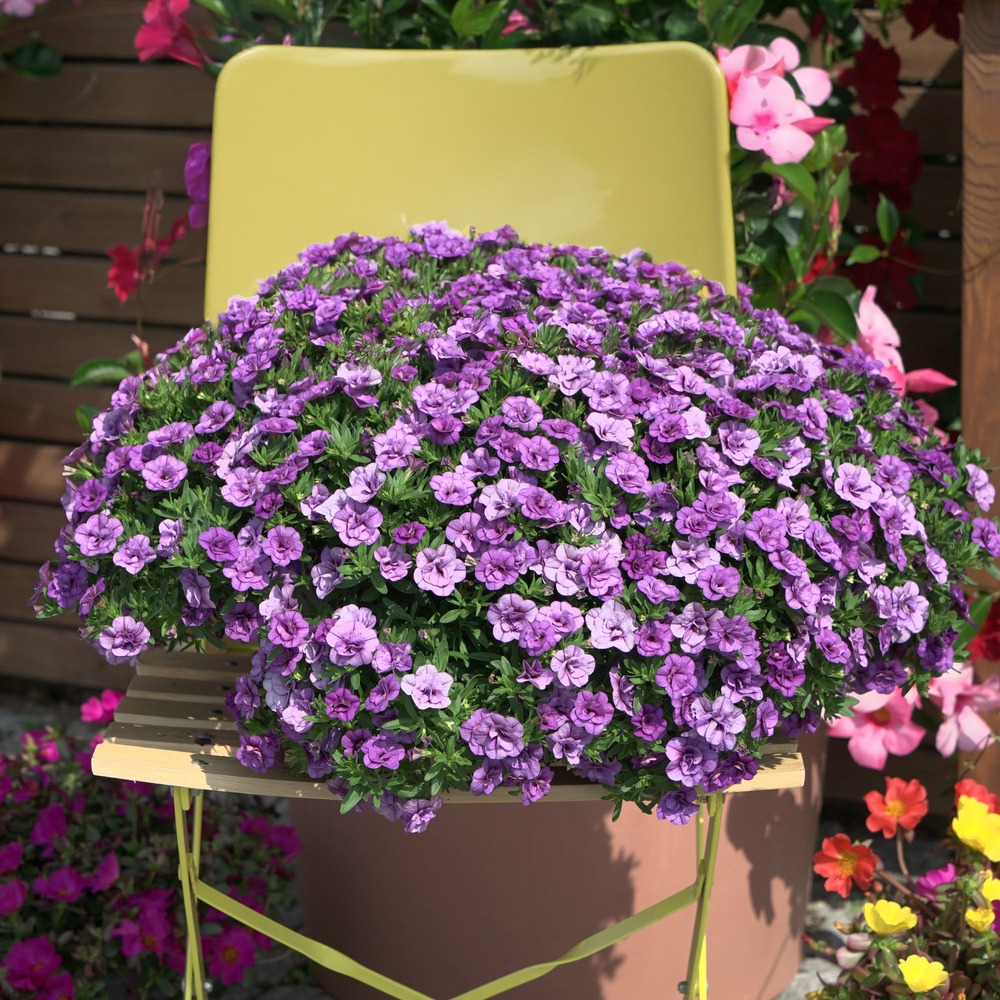 Mini-pétunia à fleurs doubles violettes - le pot / ø 10,5cm, vendu par lot de 2